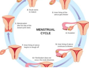 Menstrual Cycle